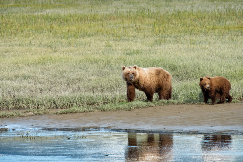 Great Alaska Bear Camp 2016