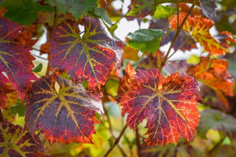Herbstfarben in Wollerau, 2020.